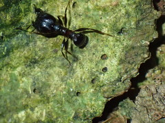 Pheidole foreli