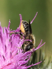 Osmia leaiana