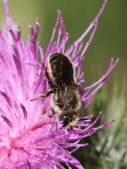Osmia leaiana