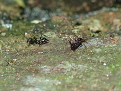 Pheidole foreli