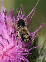 Osmia leaiana