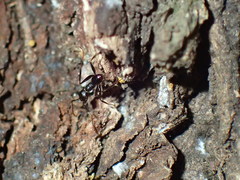 Pheidole foreli