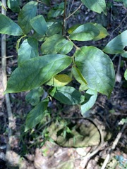 Alangium polyosmoides tomentosum