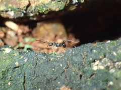 Pheidole foreli