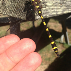 Cordulegaster dorsalis