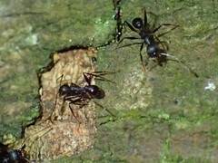 Pheidole foreli