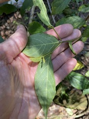 Alangium polyosmoides tomentosum