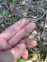 Alangium polyosmoides tomentosum