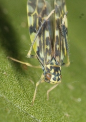 Eupteryx urticae