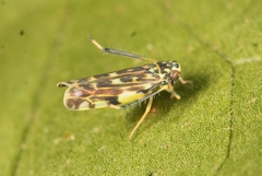 Eupteryx urticae