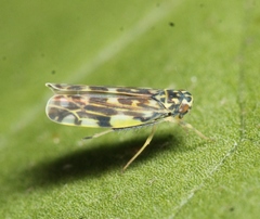 Eupteryx urticae
