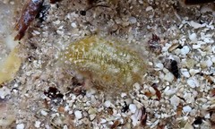 Platynympha longicaudata