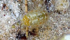 Platynympha longicaudata