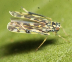 Eupteryx urticae