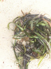 Zostera muelleri
