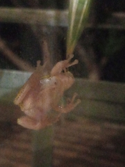 Hyperolius kivuensis