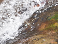 Notoaeschna sagittata