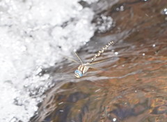 Notoaeschna sagittata