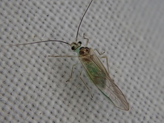 Stenopsocus