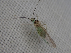 Stenopsocus