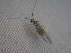 Stenopsocus