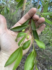 Elaeodendron australe