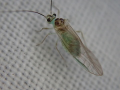 Stenopsocus