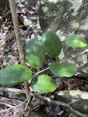 Hoya australis australis