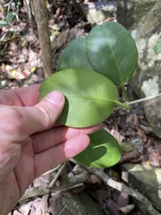 Hoya australis australis