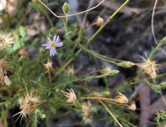 Vittadinia australasica