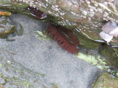 Actinia equina