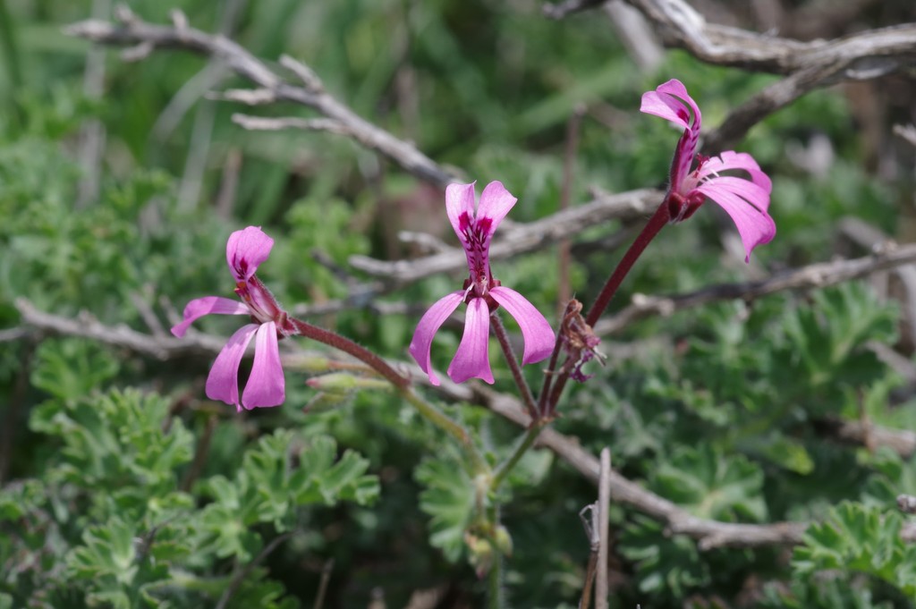 violet-flower pelargonium