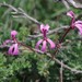 Violet-flower Pelargonium - Photo (c) Craig Peter, some rights reserved (CC BY-NC), uploaded by Craig Peter