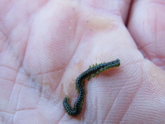 Eulalia clavigera