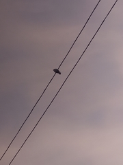 Columba livia domestica