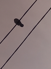 Columba livia domestica