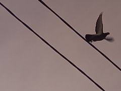 Columba livia domestica