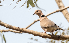 Streptopelia vinacea
