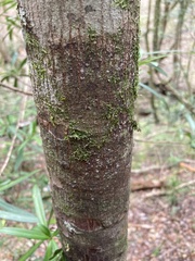 Afrocarpus falcatus