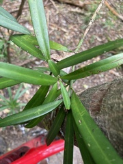 Afrocarpus falcatus