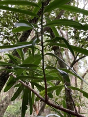Afrocarpus falcatus