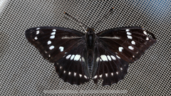 Mimathyma nycteis