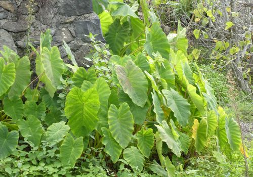 Colocasia image