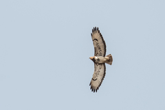 Buteo auguralis