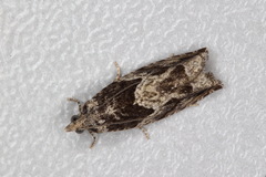 Epinotia nisella