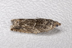 Epinotia nisella