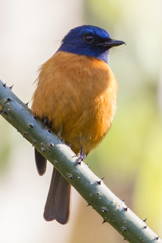 Blue-fronted Blue Flycatcher (Eumyias hoevelli), photo 4