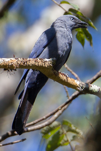 Cerulean Cuckooshrike (Coracina temminckii), photo 7