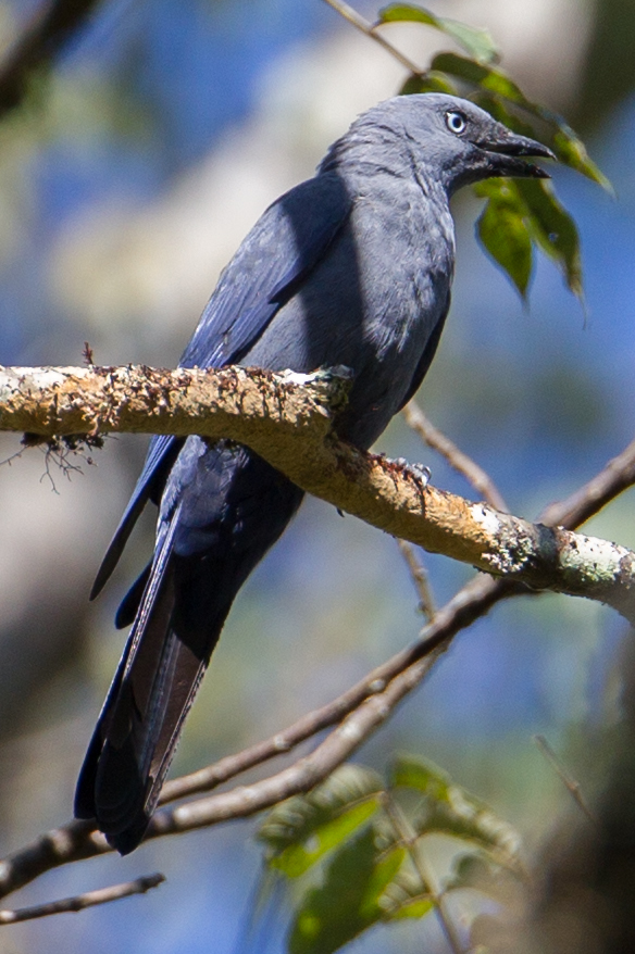 Cerulean Cuckooshrike (Coracina temminckii), photo 7