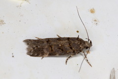 Teleiopsis diffinis